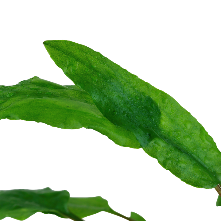 Tropica 1-2-Grow Cryptocoryne wendtii 'Green'