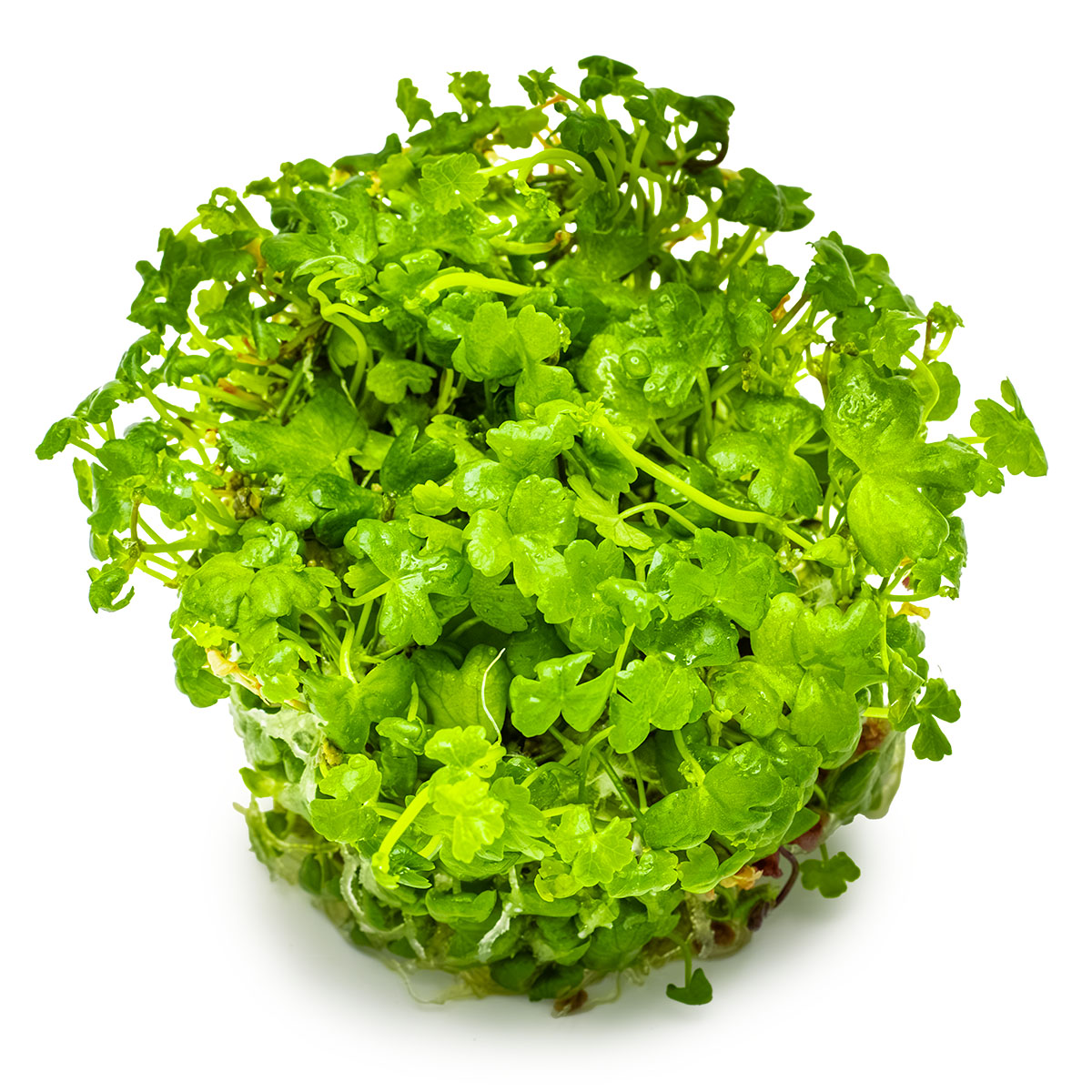 Tropica 1-2-Grow Hydrocotyle tripartita