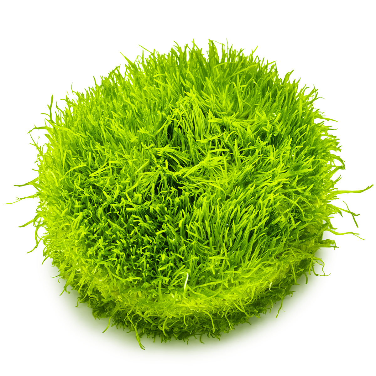 Tropica 1-2-Grow Utricularia graminifolia