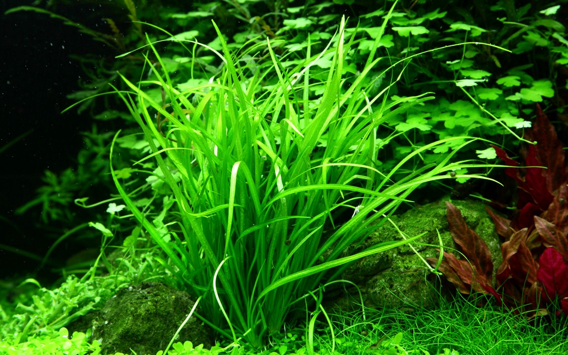 Tropica 1-2-Grow Helanthium tenellum 'Green'