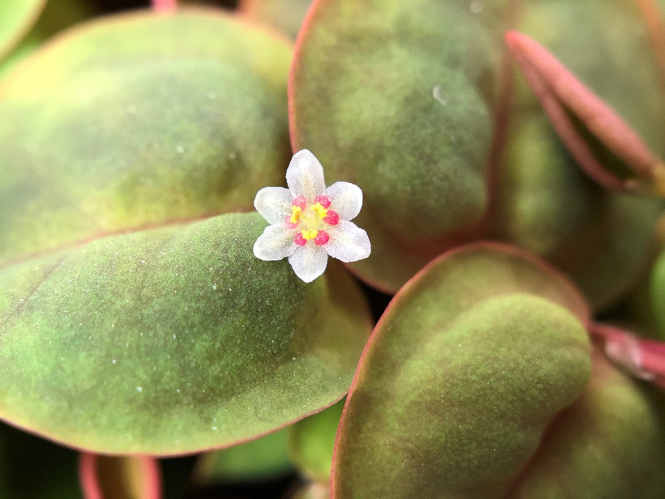 Tropica 1-2-Grow Phyllanthus fluitans