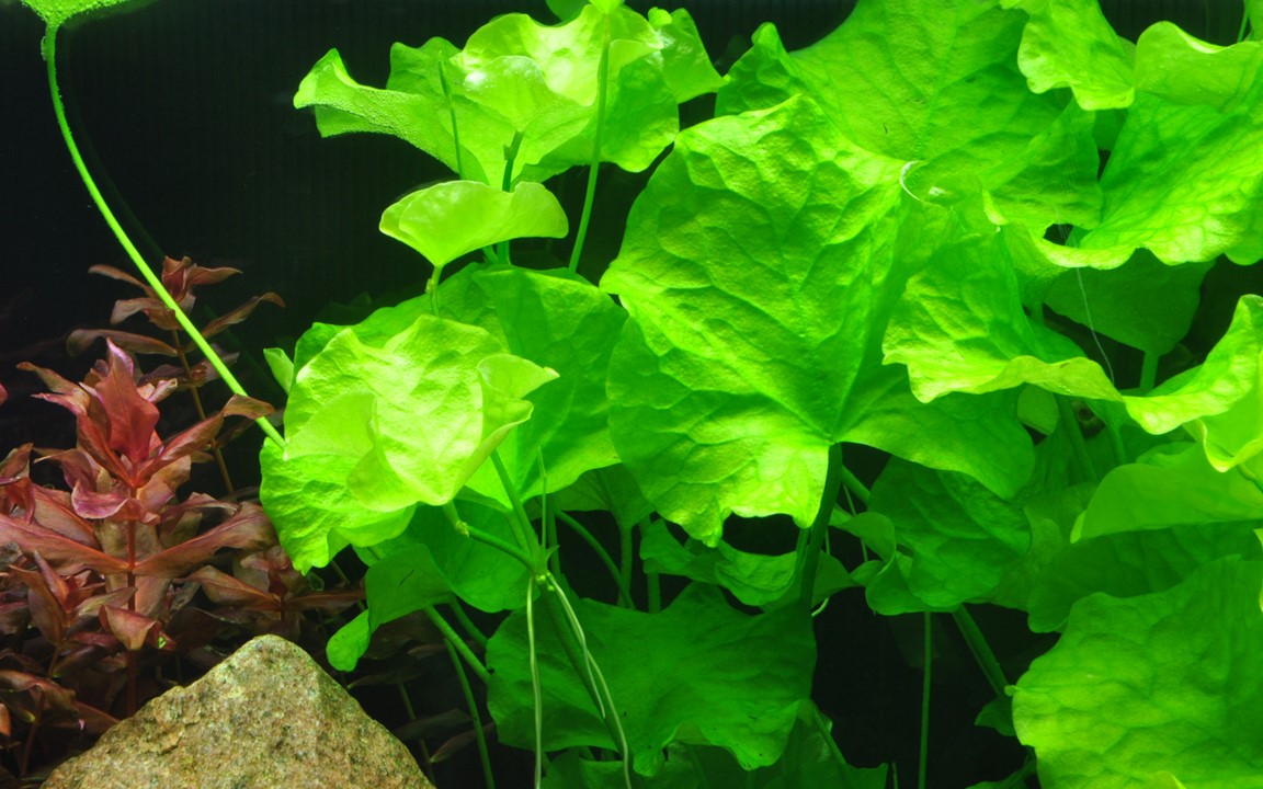 Tropica Nymphoides hydrophylla 'Taiwan'