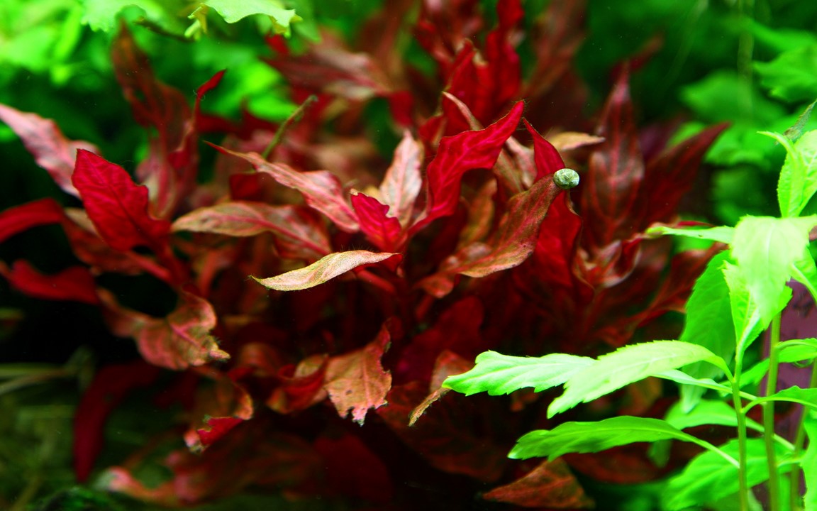 Tropica Alternanthera Reineckii 'Rosanervig'