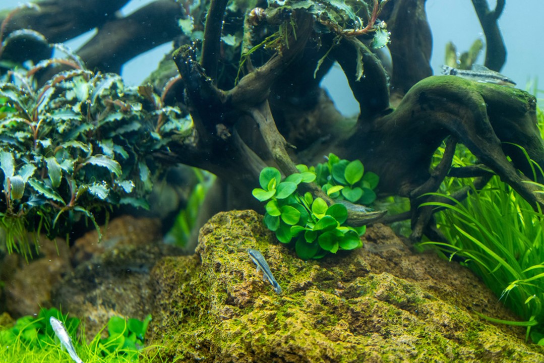 Tropica 1-2-Grow Anubias barteri 'Mini Coin'