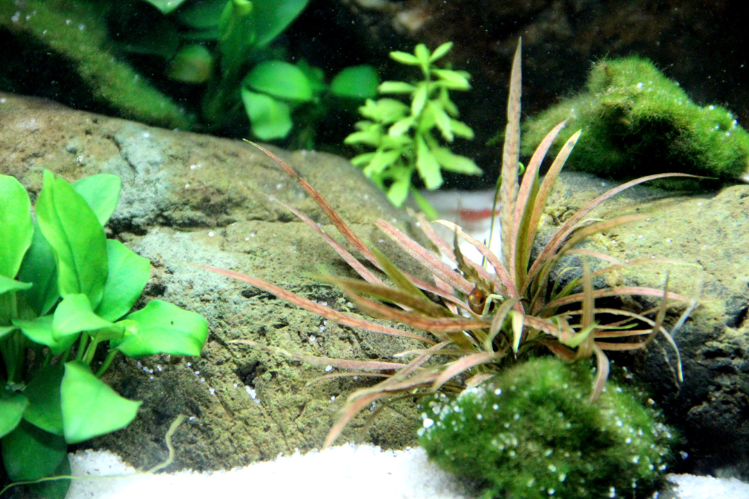 Tropica Cryptocoryne albida 'Brown'