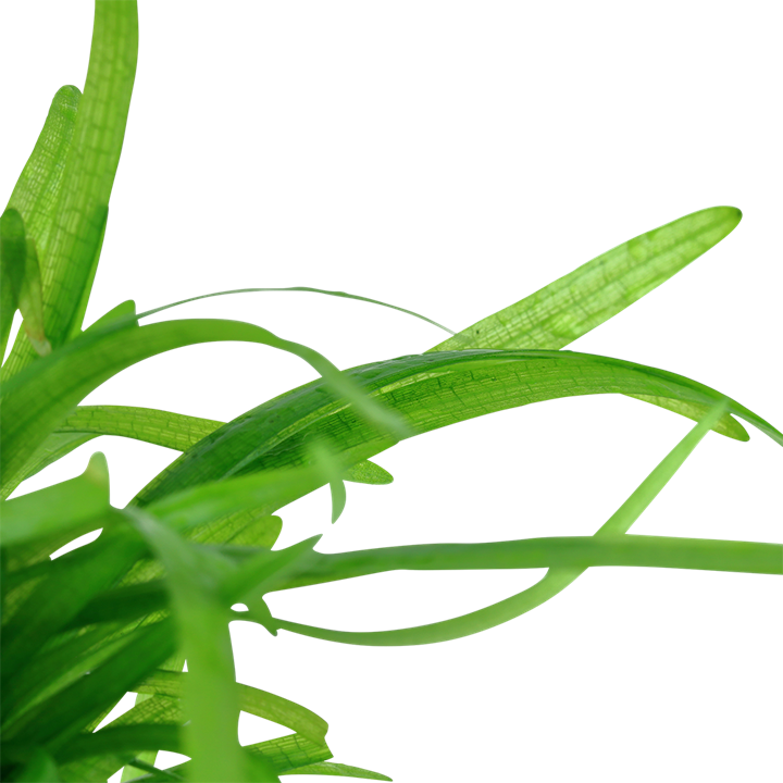 Tropica 1-2-Grow Sagittaria subulata