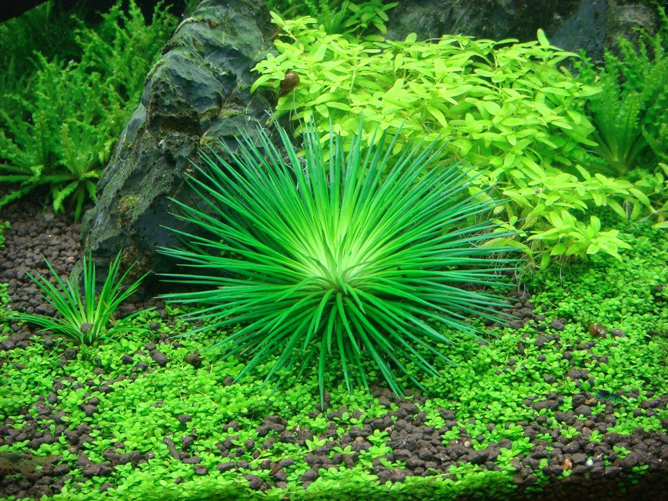 Tropica 1-2-Grow Eriocaulon cinereum