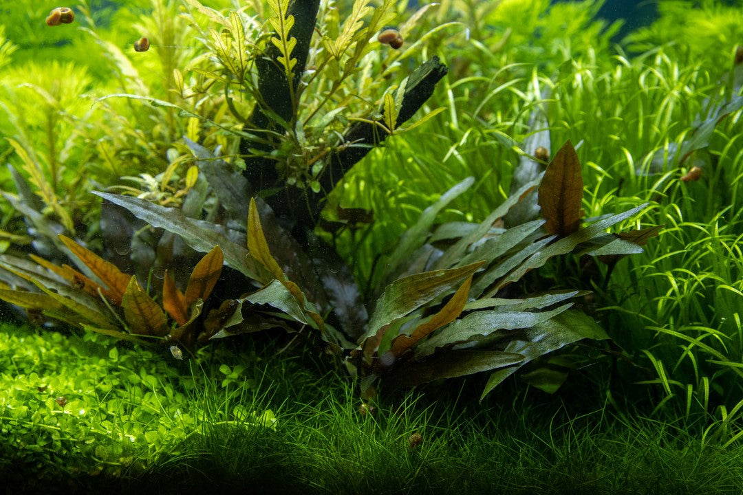 Tropica Cryptocoryne beckettii 'Petchii'