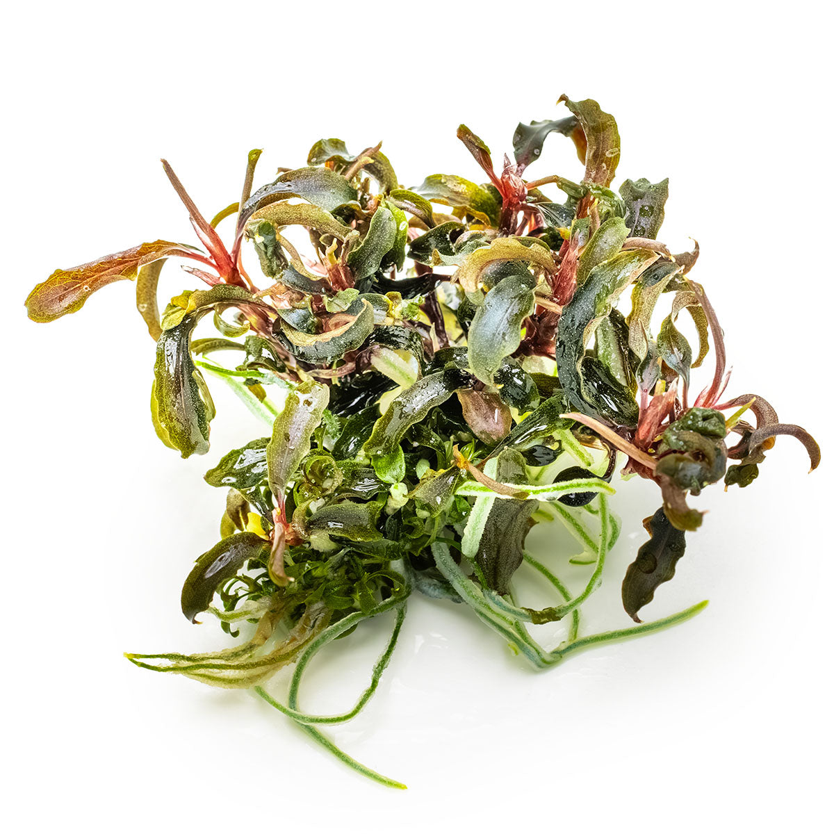 Tropica 1-2-Grow Bucephalandra 'Kedagang'