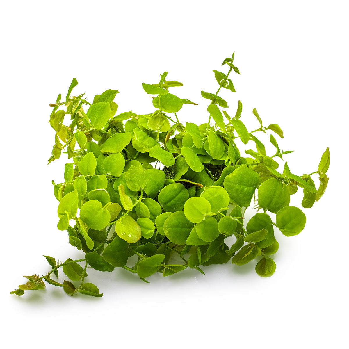 Tropica 1-2-Grow Phyllanthus fluitans