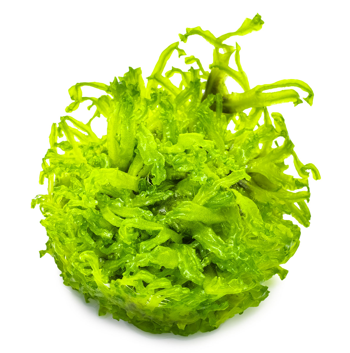 Tropica 1-2-Grow Monosolenium tenerum