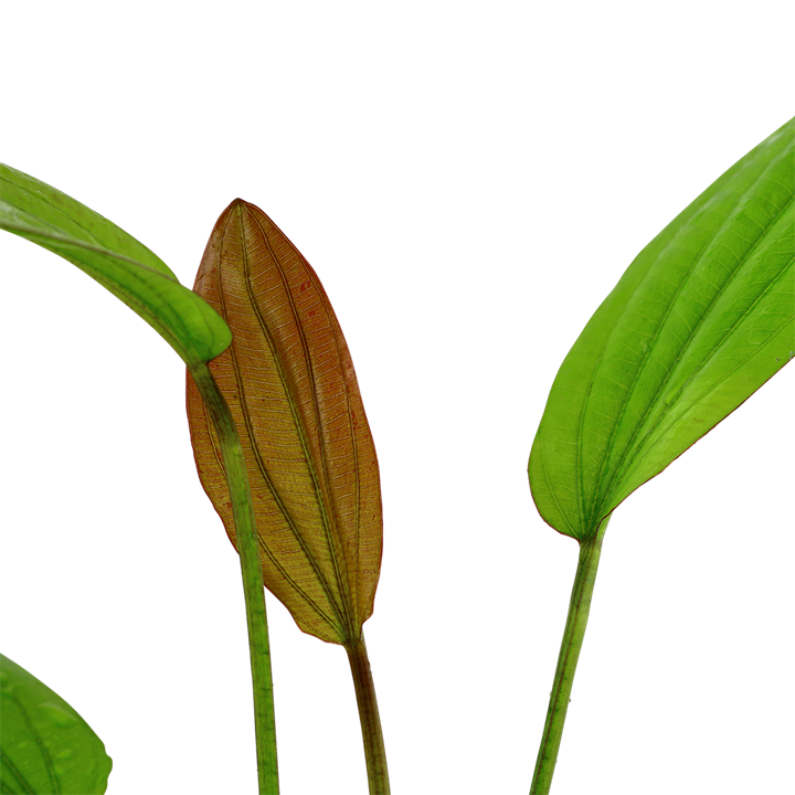 Tropica Echinodorus 'Pink'