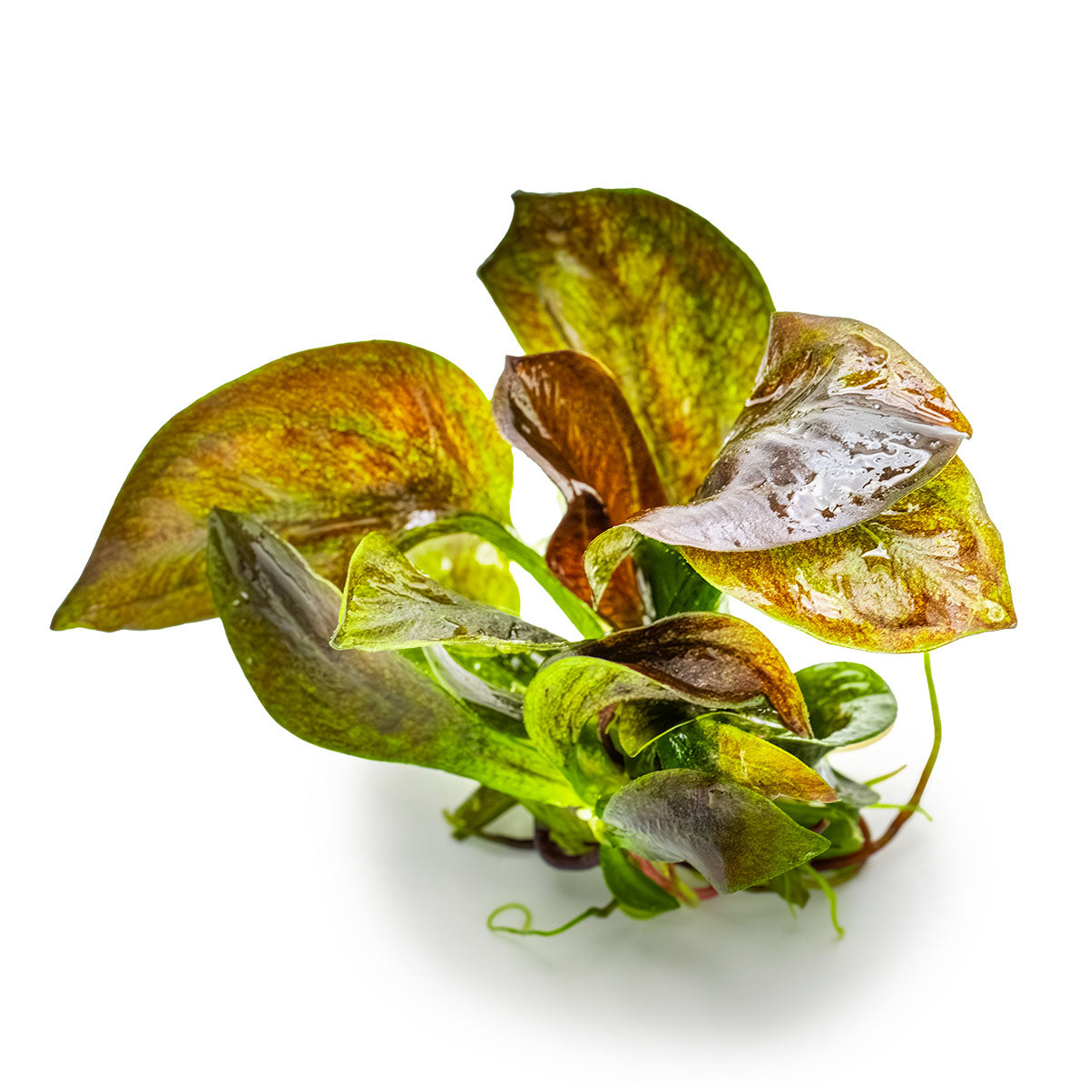 Tropica 1-2-Grow Echinodorus 'Reni'
