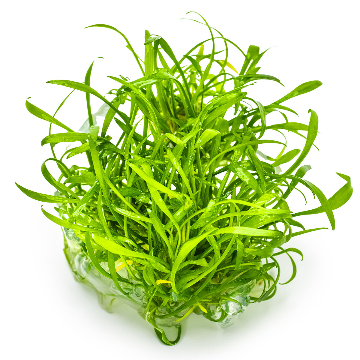 Tropica 1-2-Grow Cryptocoryne parva