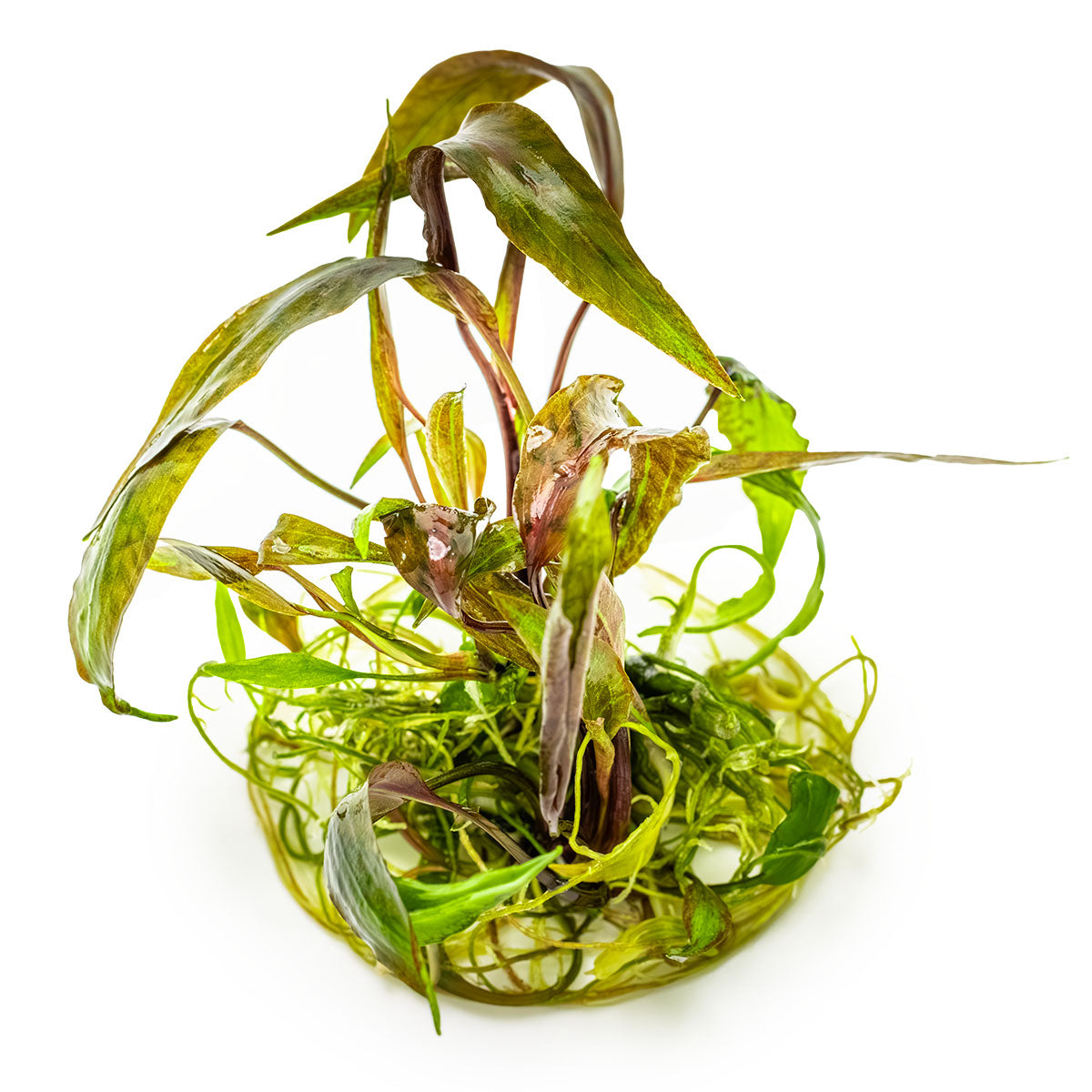 Tropica Cryptocoryne nurii 1-2-Grow