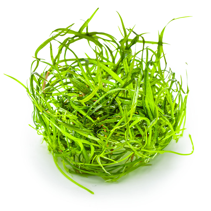 Tropica 1-2-Grow Sagittaria subulata 'Needle Leaf'