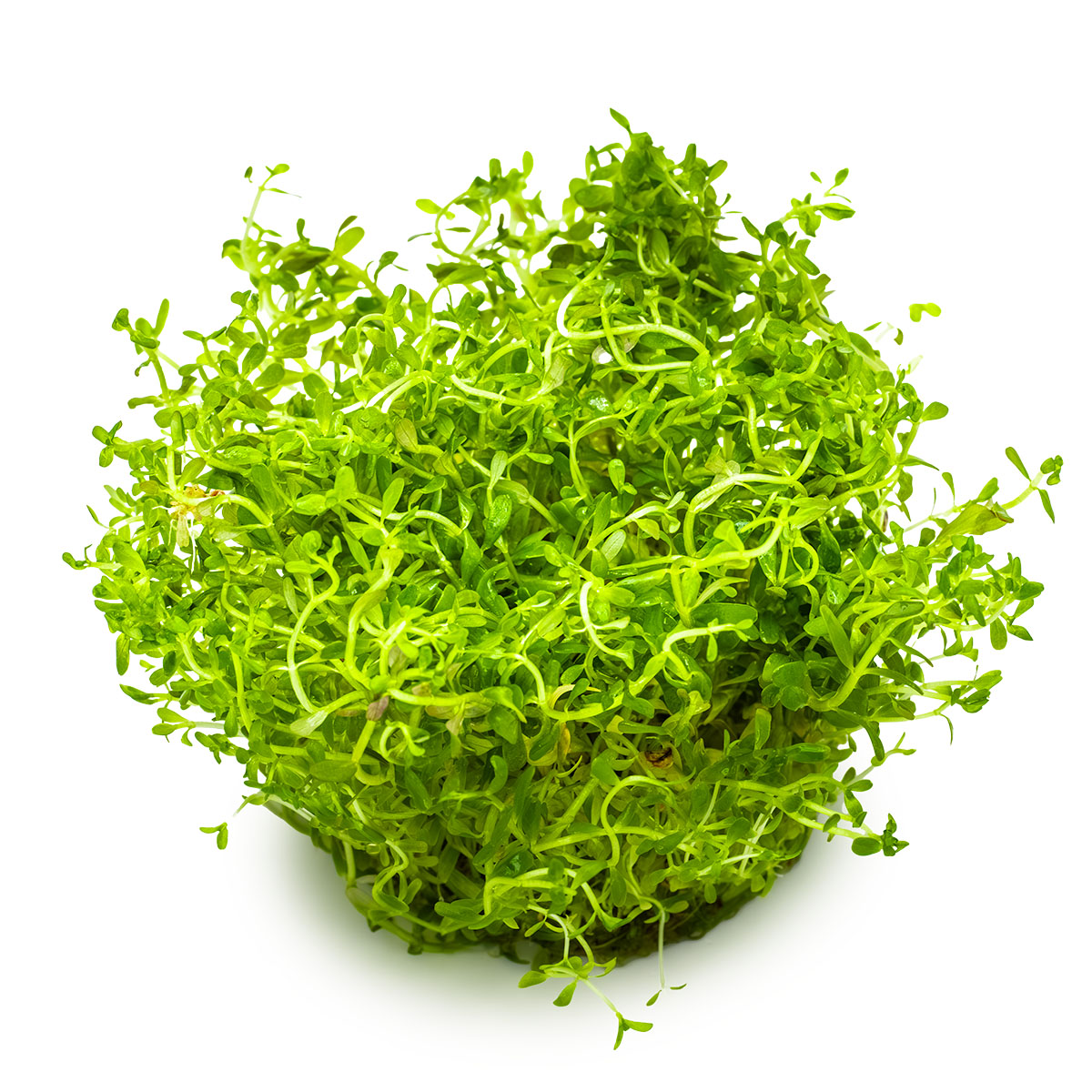 Tropica 1-2-Grow Rotala rotundifolia 'H'ra'