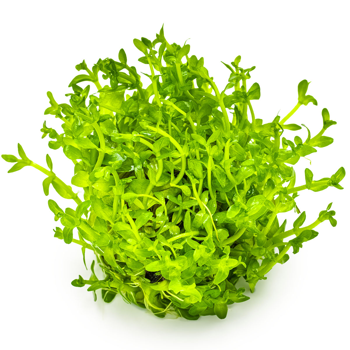 Tropica 1-2-Grow Bacopa caroliniana