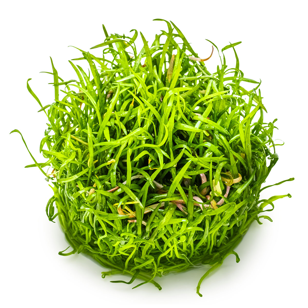 Tropica 1-2-Grow Lilaeopsis brasiliensis