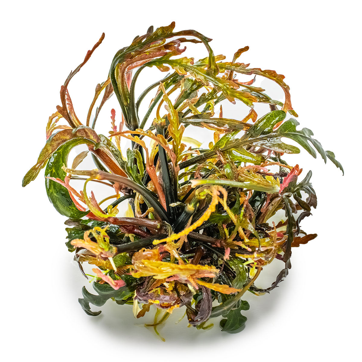 Tropica 1-2-Grow Hygrophila pinnatifida