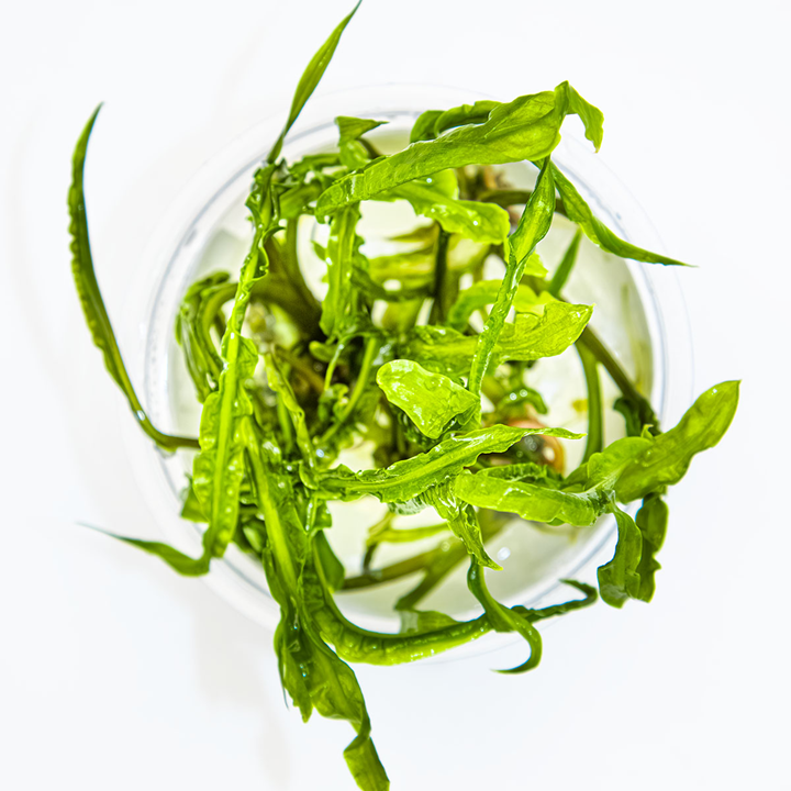 Topica 1-2-Grow Cryptocoryne crispatula