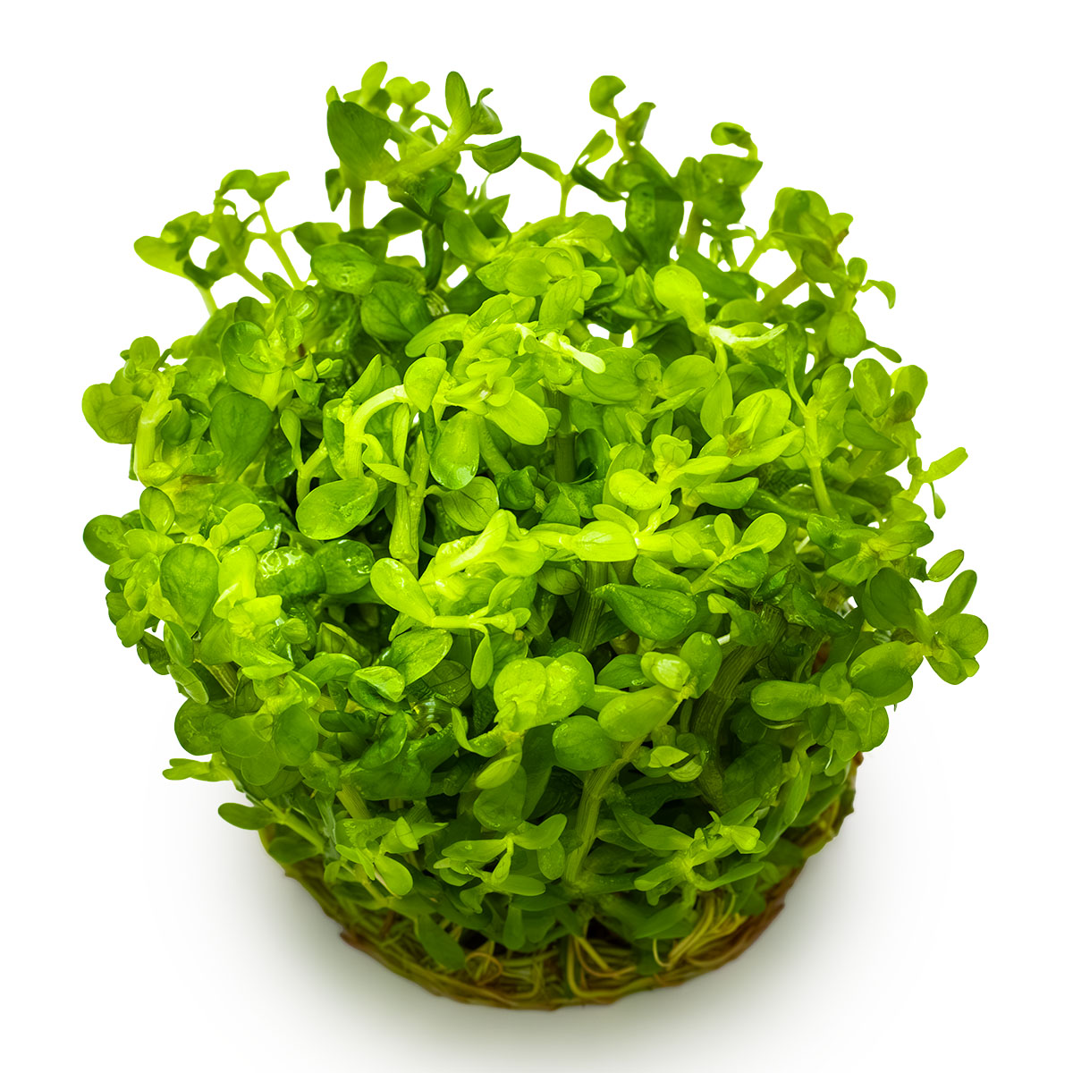 Tropica 1-2-Grow Rotala indica 'Bonsai'