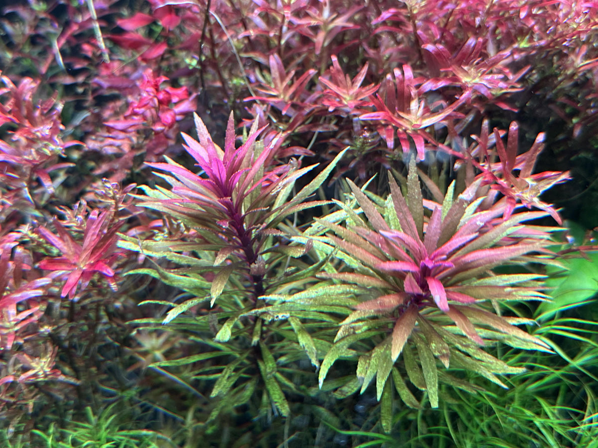 Limnophila aromatica red (belem)