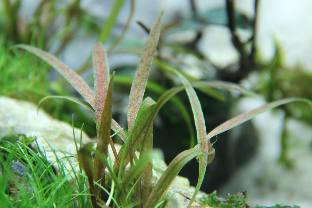 Tropica Cryptocoryne albida 'Brown'