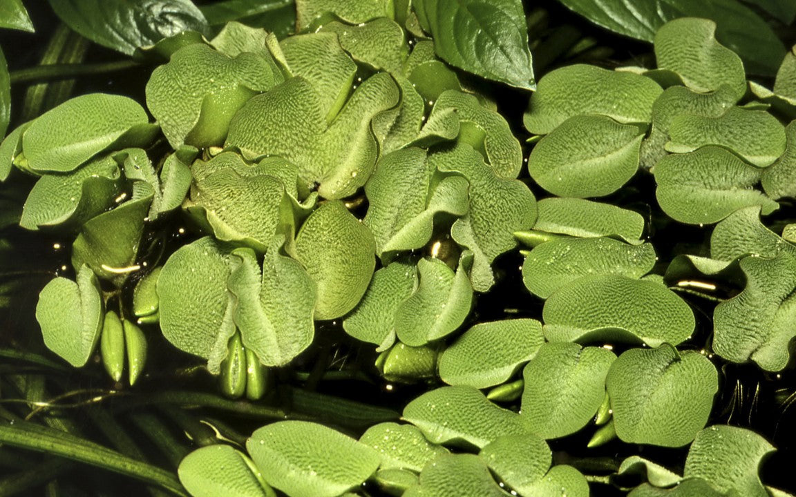 Tropica 1-2-Grow Salvinia auriculata (minimum)