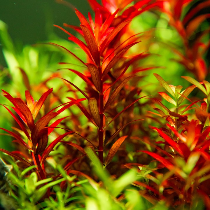 Tropica Rotala rotundifolia 'Blood Red'