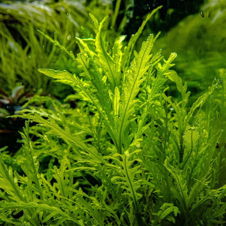 Tropica 1-2-Grow Hygrophila odora