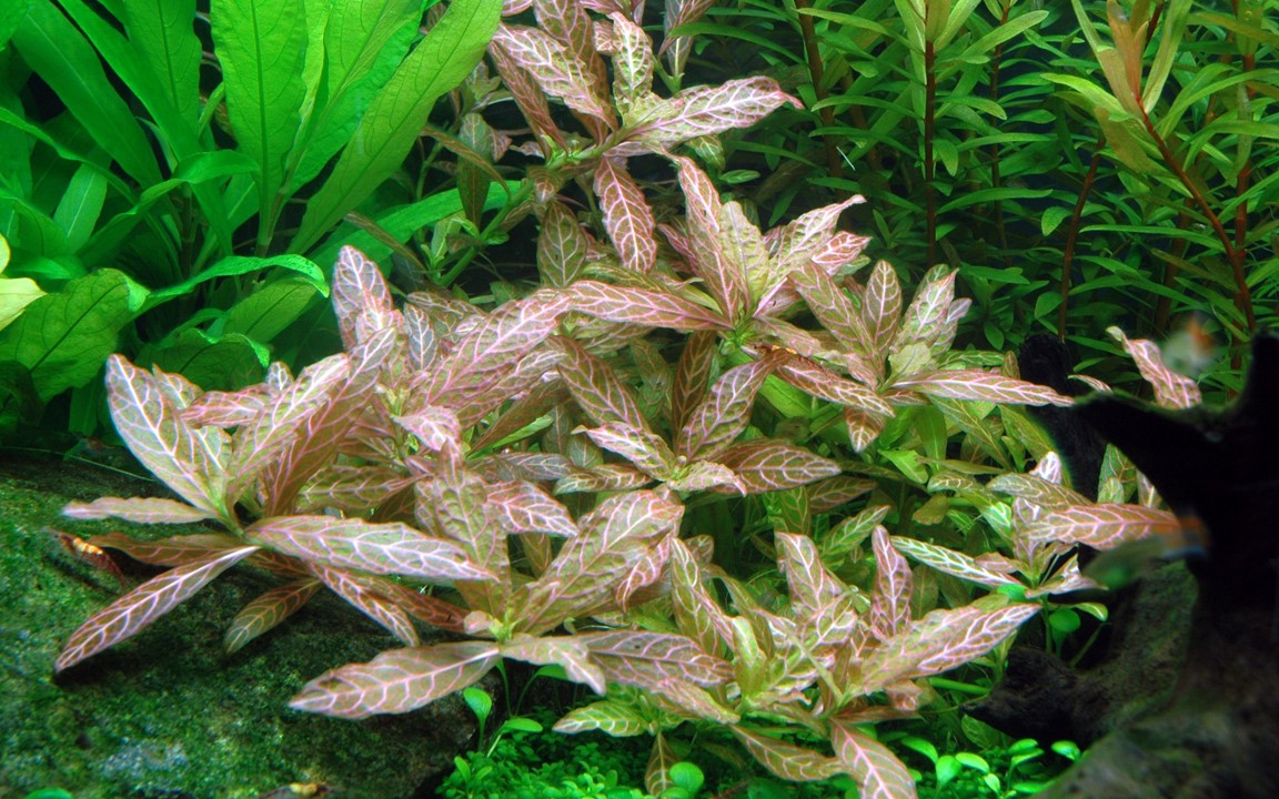 Tropica Hygrophila 'Rosanervig'