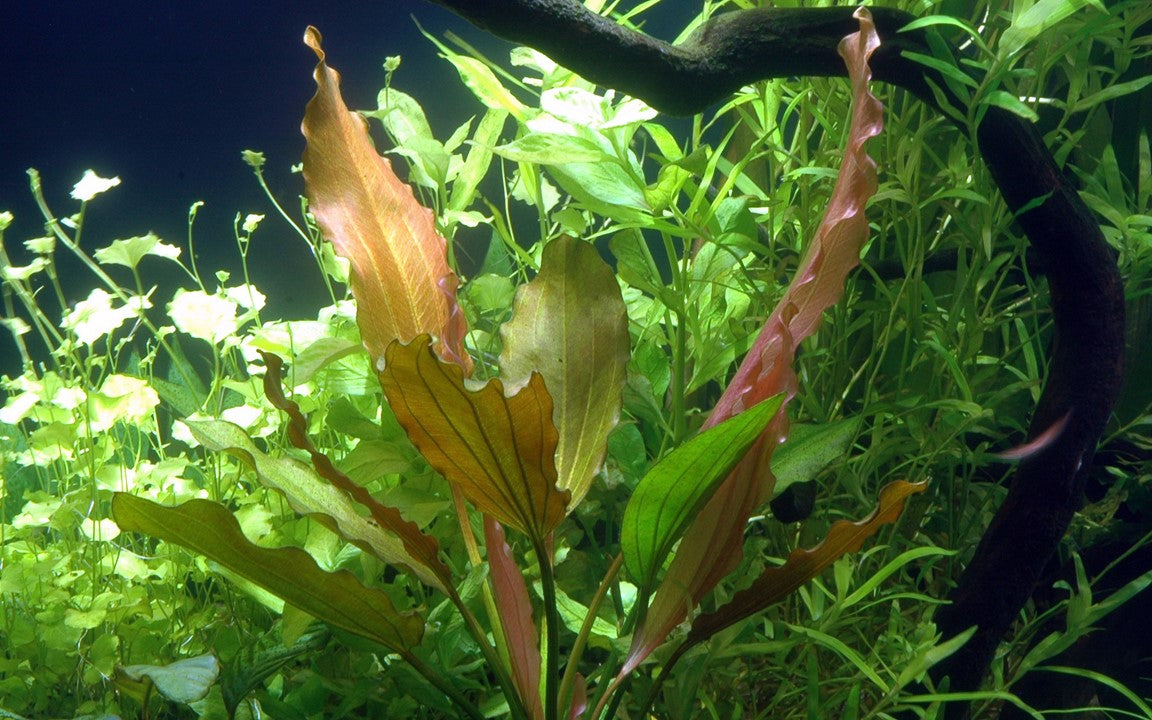 Tropica Echinodorus 'Pink'