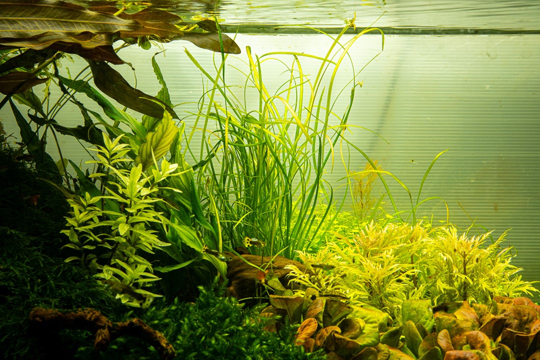 Tropica 1-2-Grow Sagittaria subulata 'Needle Leaf'