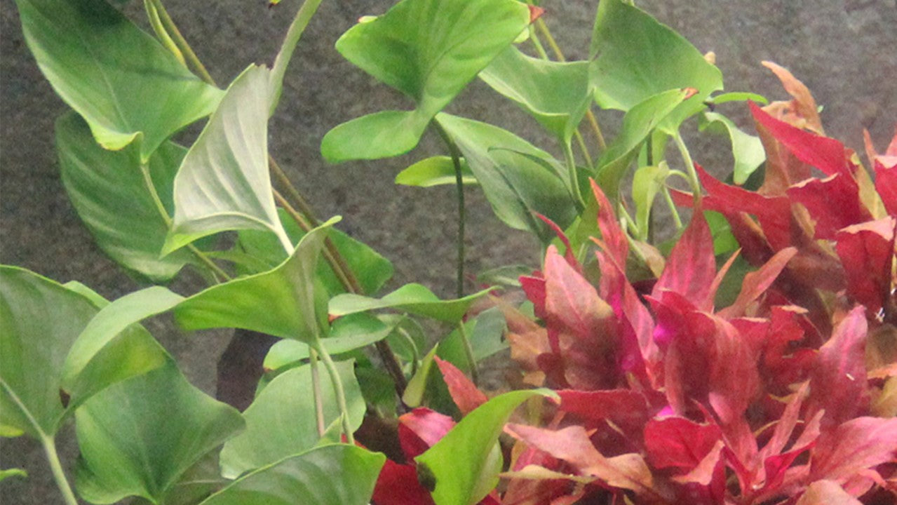 Tropica Anubias gracilis