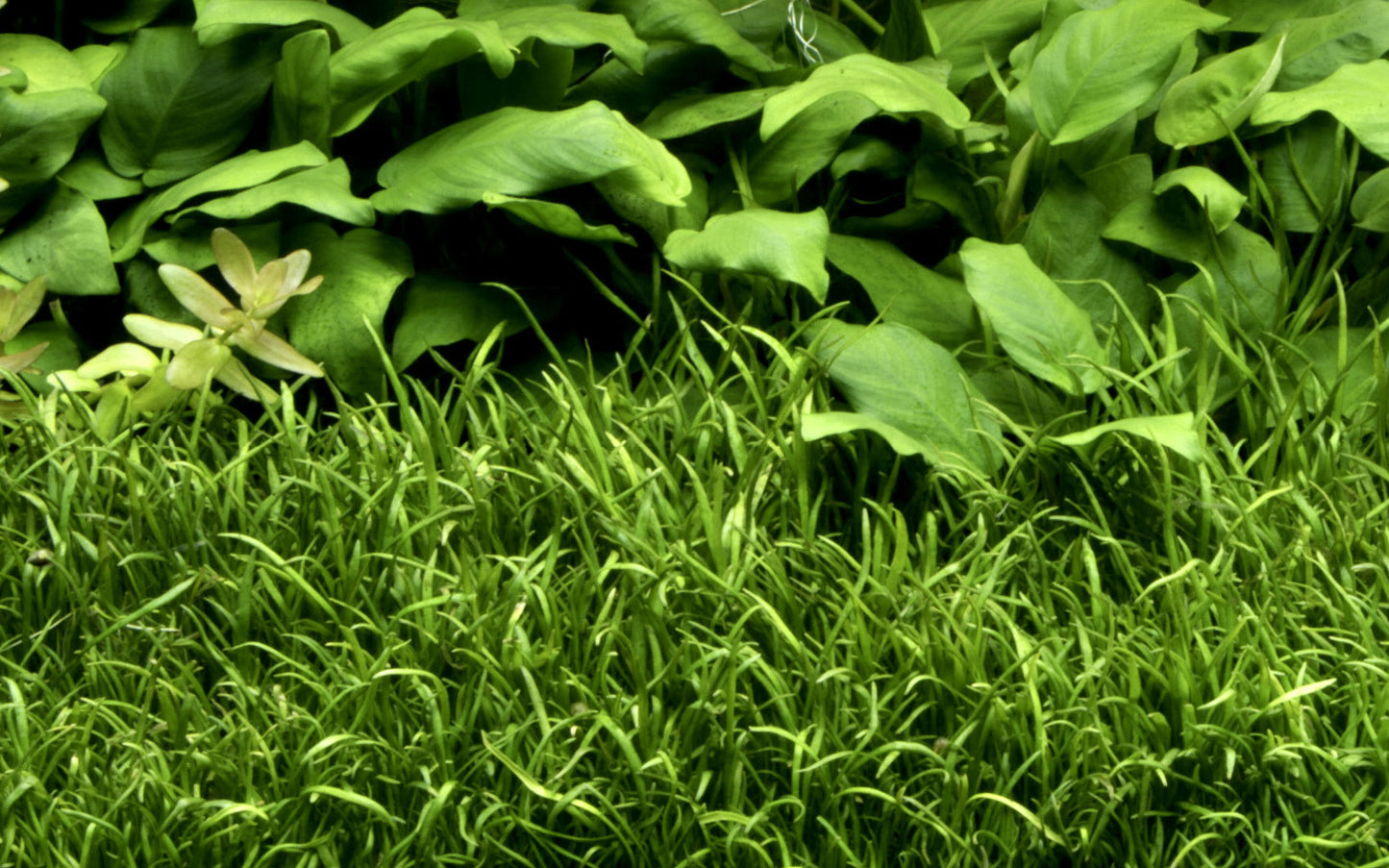 Tropica 1-2-Grow Lilaeopsis brasiliensis