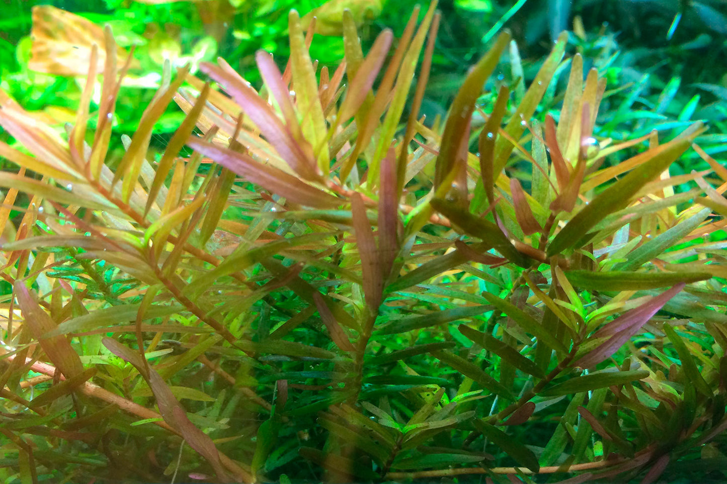 Tropica 1-2-Grow Rotala rotundifolia 'H'ra'