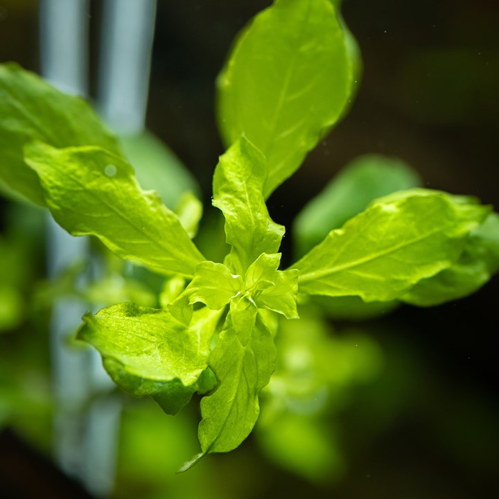 Tropica Ludwigia palustris 'Green'