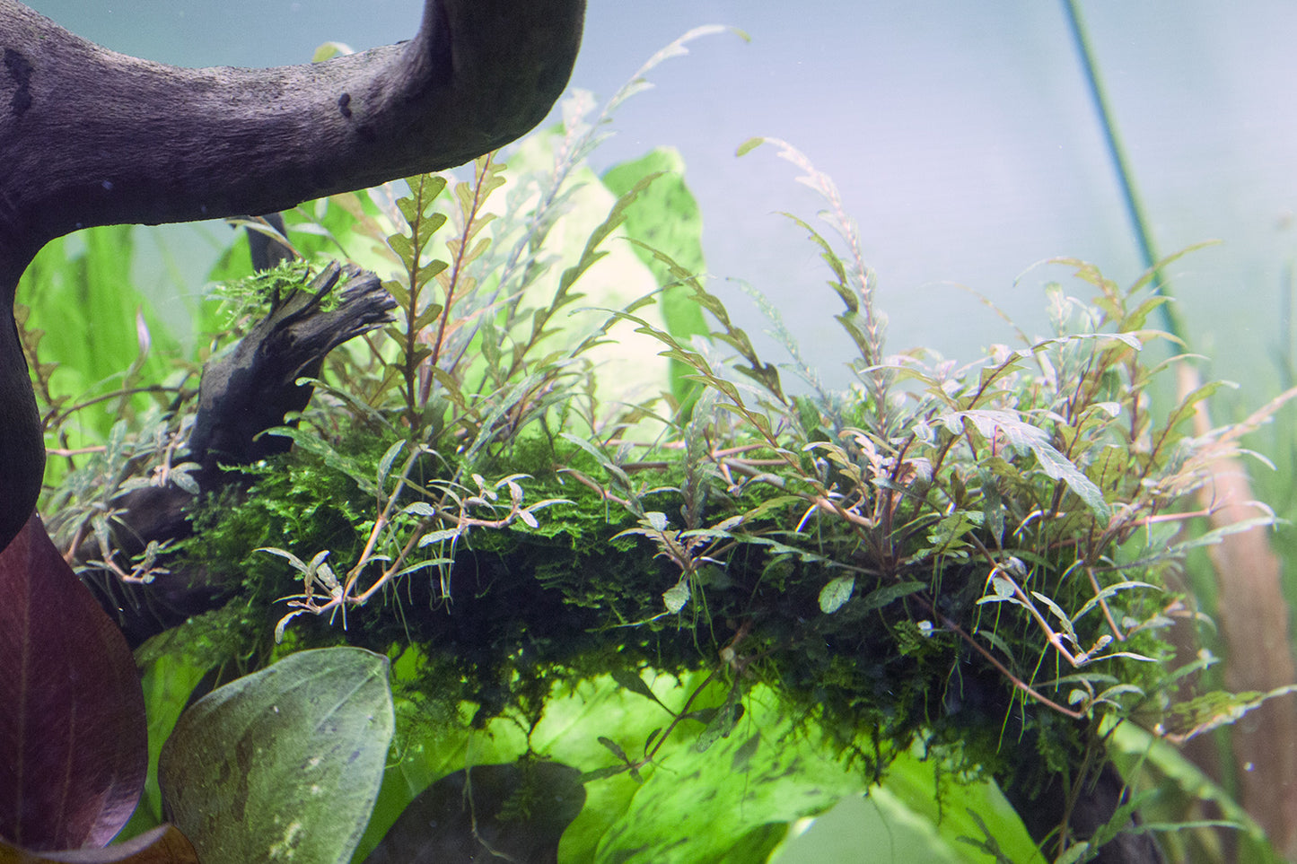 Tropica 1-2-Grow Hygrophila pinnatifida