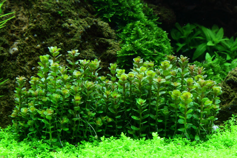 Tropica 1-2-Grow Rotala indica 'Bonsai'