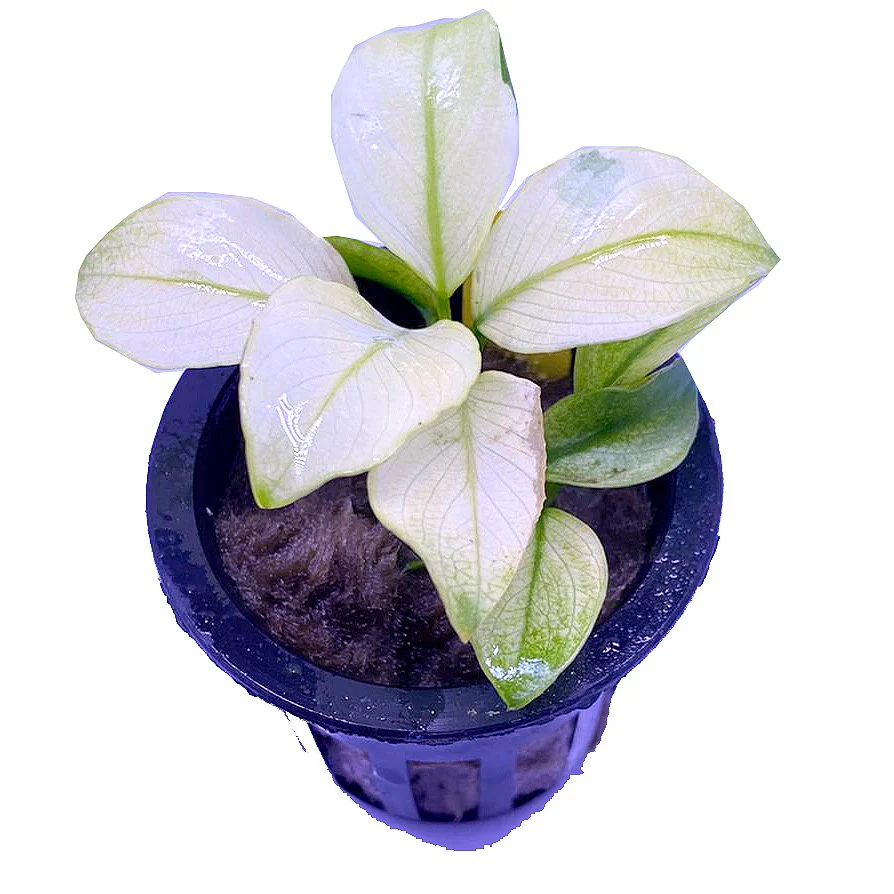 Anubias Barteri Broad White