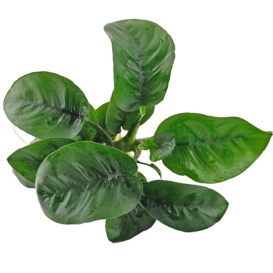 Anubias Barteri Butterfly