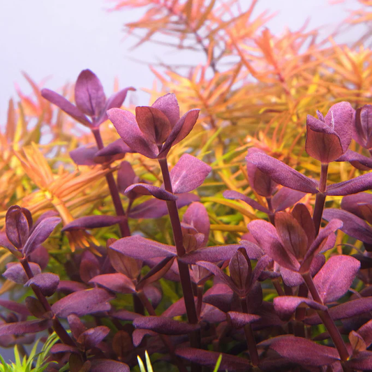 Bacopa salzmannii Purple