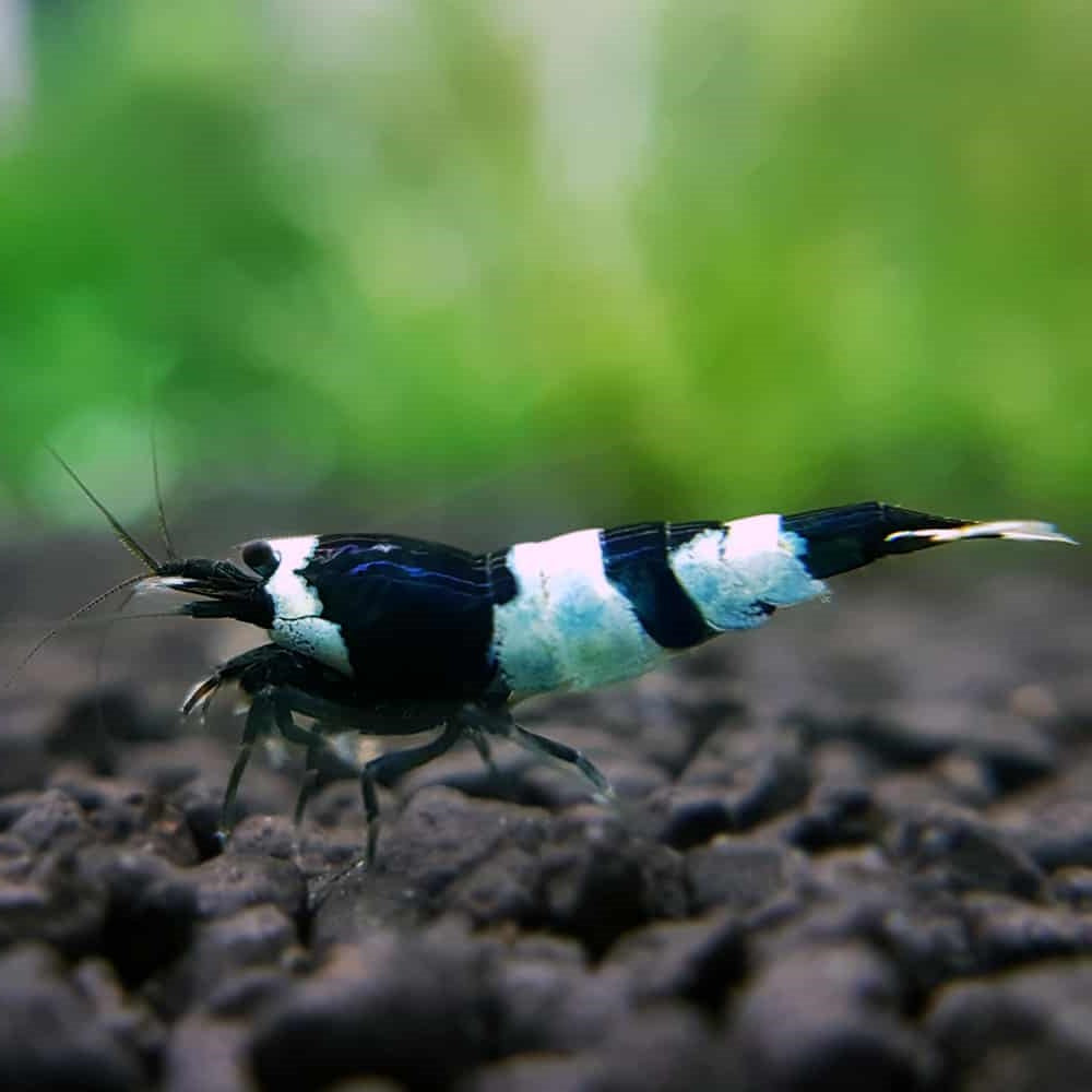 Black Panda Shrimp (Caridina cantonensis)