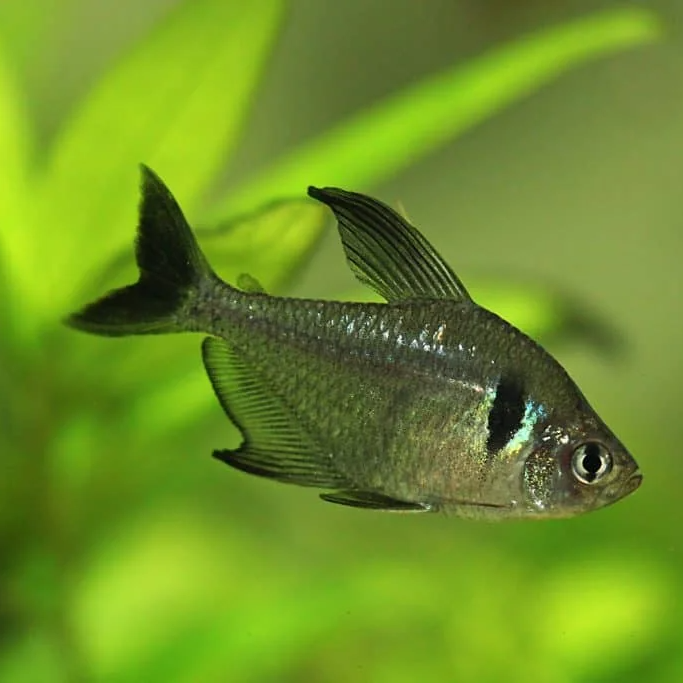 Black Phantom Tetra (Megalamphodus megalopterus) 