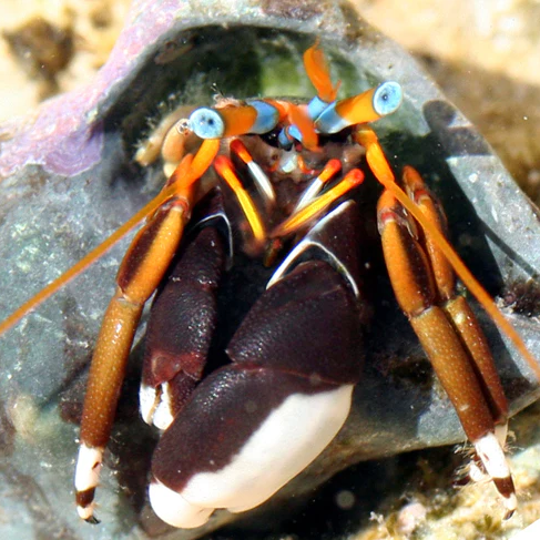 Blue Eye Hermit Crab L