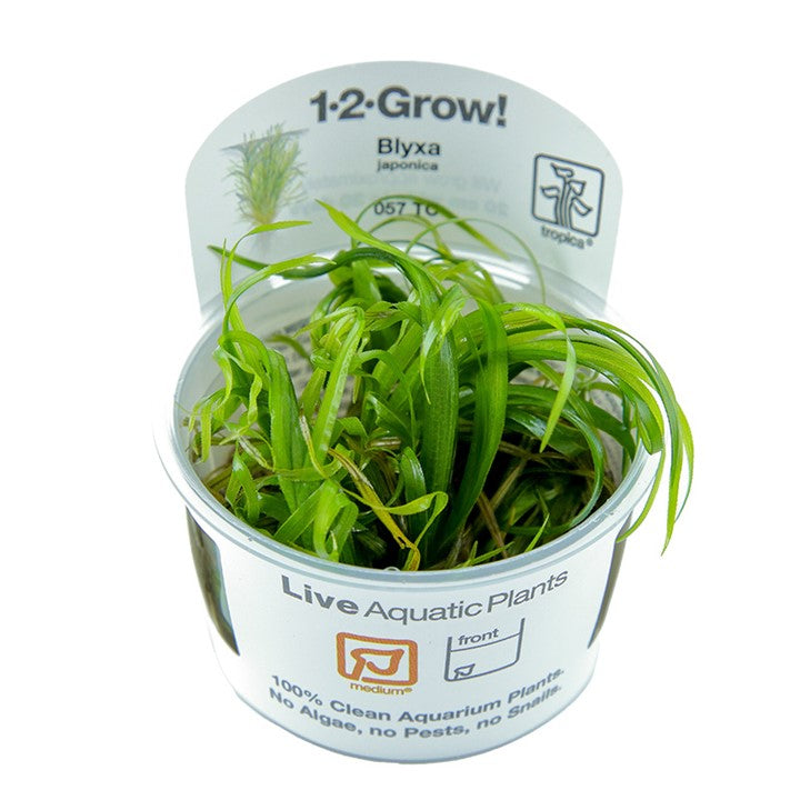 Tropica 1-2-Grow Blyxa Japonica