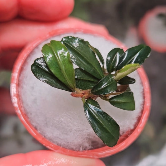 Bucephalandra Brownie Phoenix
