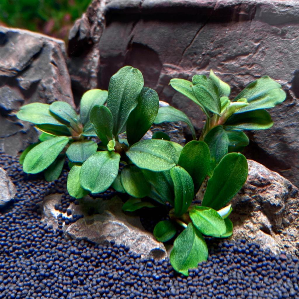 Bucephalandra Apple Leaf