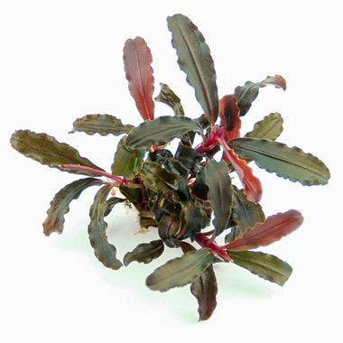 Dennerle Bucephalandra sp. 'Red Scorpio'